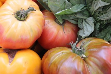 Tomate Ananas bio